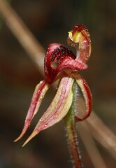 Caladenia tessellata