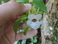 Codonanthe gracilis