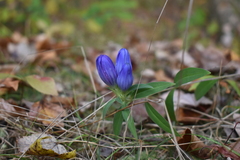 Gentiana saponaria