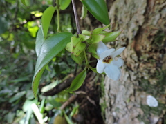 Codonanthe gracilis