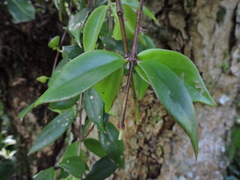 Codonanthe gracilis