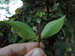Codonanthe gracilis
