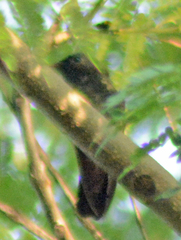 Saucerottia beryllina