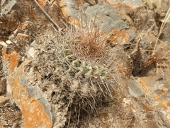 Echinopsis mamillosa