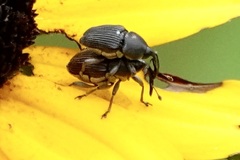 Odontocorynus umbellae