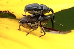 Odontocorynus umbellae