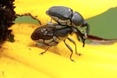 Odontocorynus umbellae
