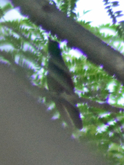 Saucerottia beryllina