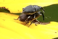 Odontocorynus umbellae