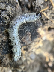 Scolecocampa liburna