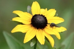 Odontocorynus umbellae