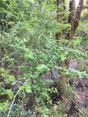 Genista monspessulana