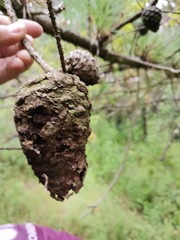 Cronartium conigenum