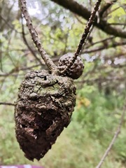 Cronartium conigenum