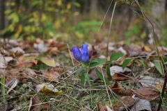 Gentiana saponaria
