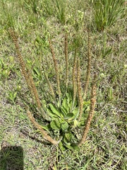 Plantago australis