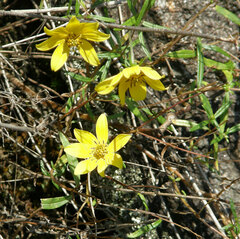 Helianthus porteri