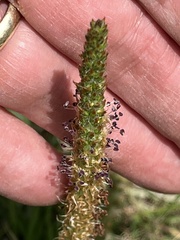 Plantago australis