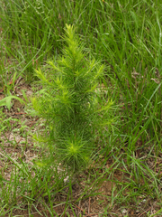 Artemisia capillaris