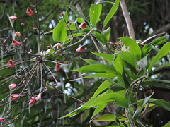 Bomarea edulis