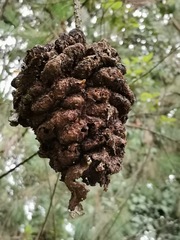 Cronartium conigenum