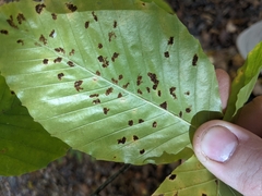 Acalitus ferrugineum