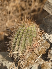 Trichocereus schickendantzii