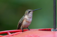 Selasphorus calliope