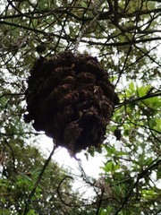 Cronartium conigenum