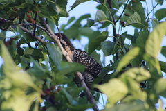 Eudynamys orientalis