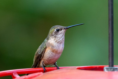 Selasphorus calliope