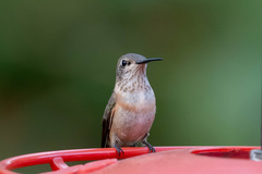 Selasphorus calliope