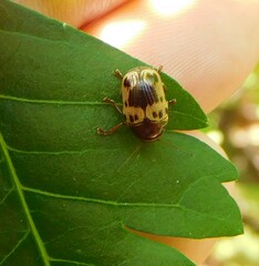 Cryptocephalus mutabilis