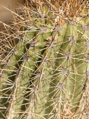 Trichocereus schickendantzii