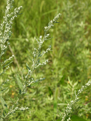 Artemisia indica
