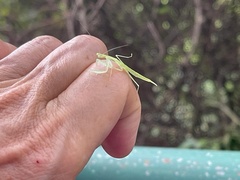 Sinomantis denticulata
