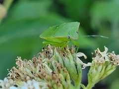 Chinavia marginata