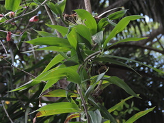 Bomarea edulis