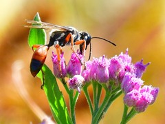 Sphex dorsalis