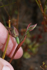 Calochilus
