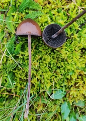 Panaeolus acuminatus