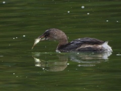 Gasterosteus aculeatus