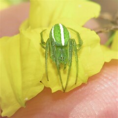 Araneus ginninderranus