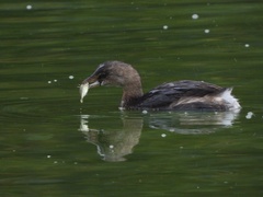 Gasterosteus aculeatus