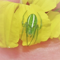 Araneus ginninderranus