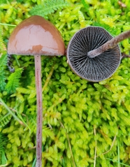Panaeolus acuminatus