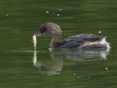 Gasterosteus aculeatus