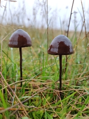Panaeolus acuminatus