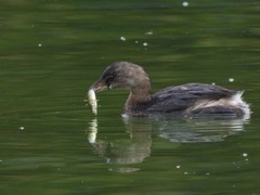 Gasterosteus aculeatus