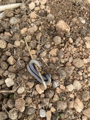 Ommatoiulus rutilans